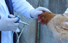 В регионы распределено 7,7 млн. доз вакцин от птичьего гриппа
