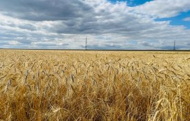 Қарағанды облысында рекордтық көлемде астық жиналды