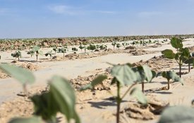 В Туркестанской области создадут масштабный кластер от выращивания хлопка до изготовления одежды