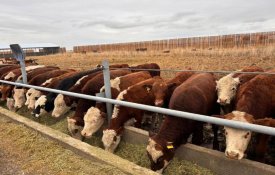 Абай облысында 5 мың бас ірі қараға арналған бордақылау алаңы іске қосылды