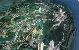 Информационная система развития аквакультуры будет внедрена с 2027 года