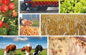 О переработке сельхозпродукции