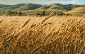 В Акмолинской области построят завод по глубокой переработке зерна