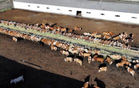 90 агропроектов реализуют в области Абай до 2031 года